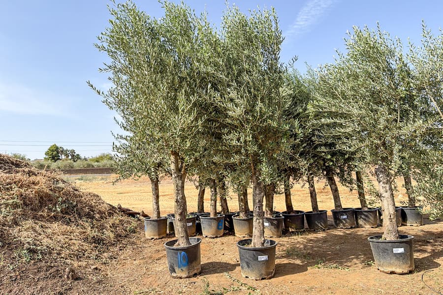 2 Olivenbäume Olea Europaea 
